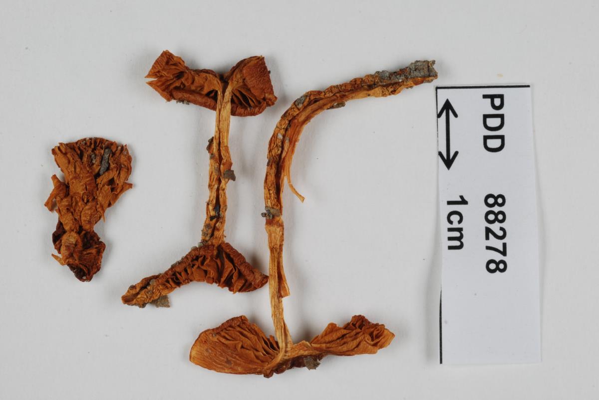 Cortinarius pectochelis image