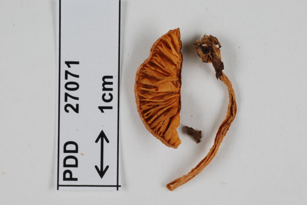 Cortinarius phaeomyxa image