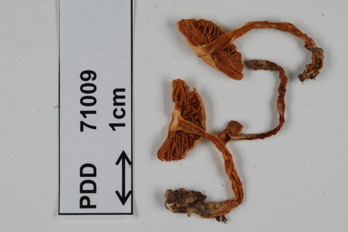 Cortinarius rattinus image