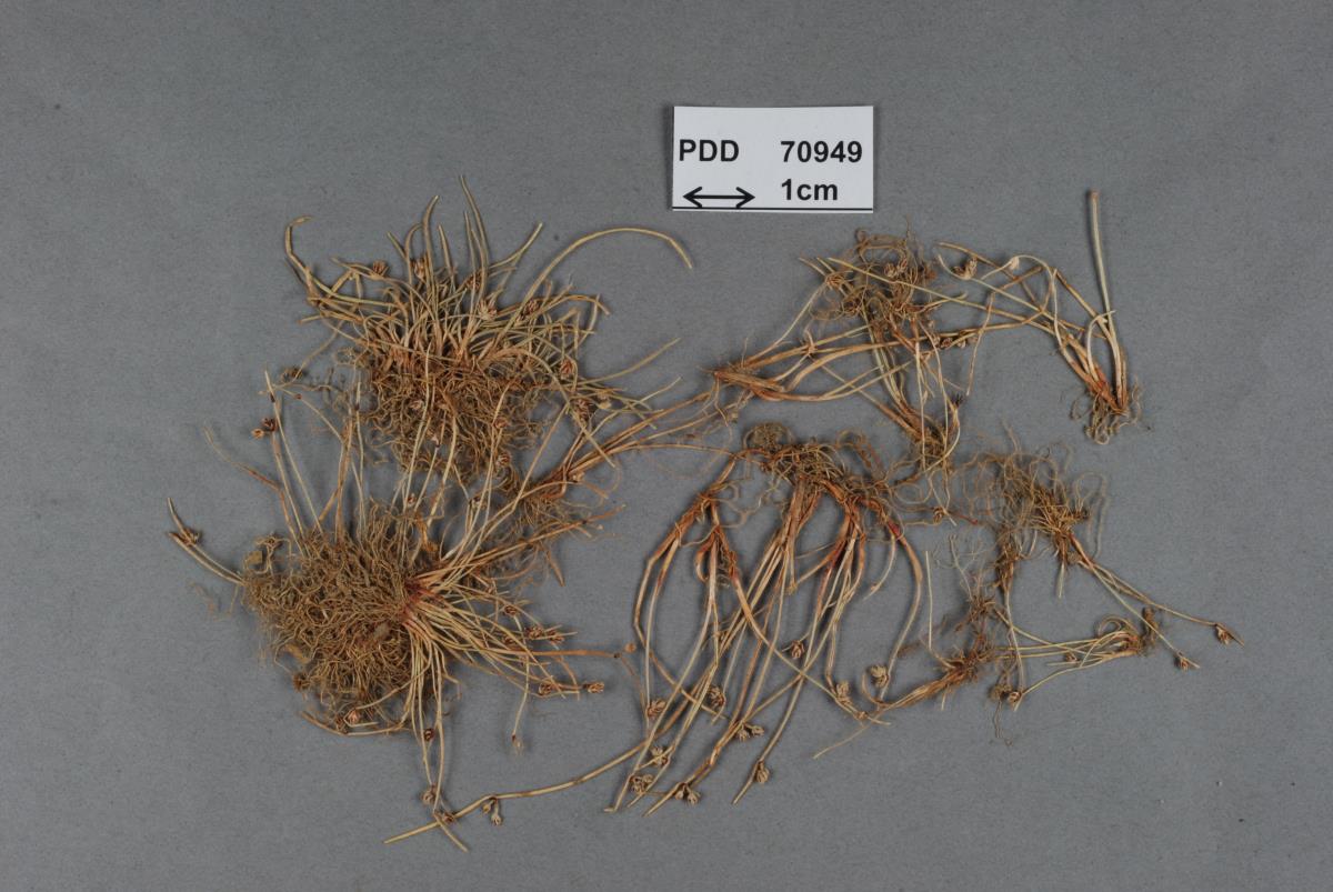 Entorrhiza citriformis image