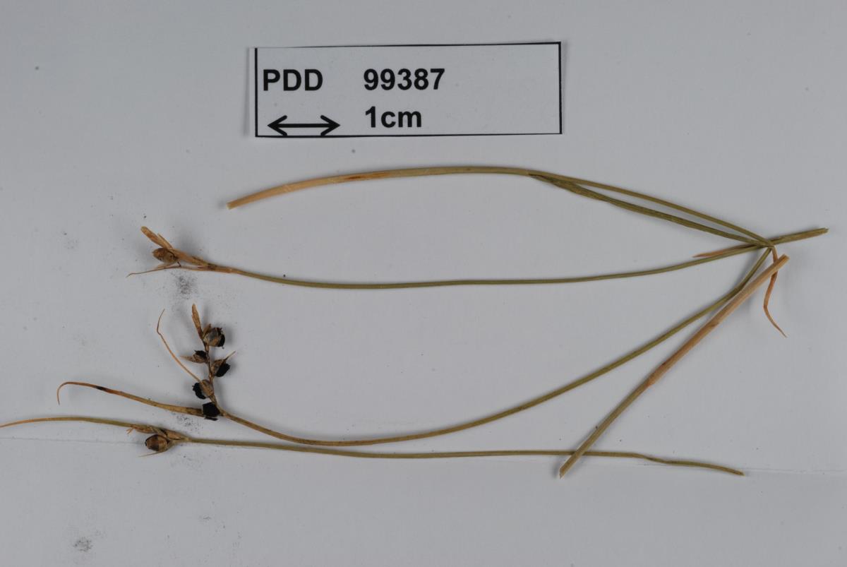 Anthracoidea multicaulis image