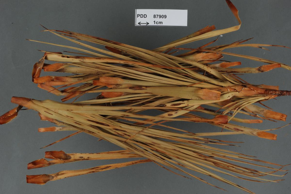 Petersonia dracophylli image