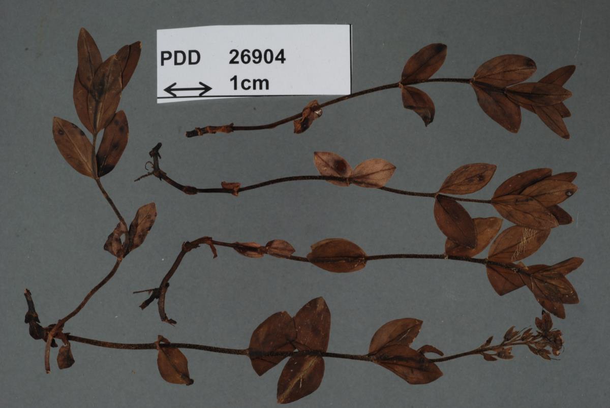 Puccinia albulensis subsp. cascadensis image