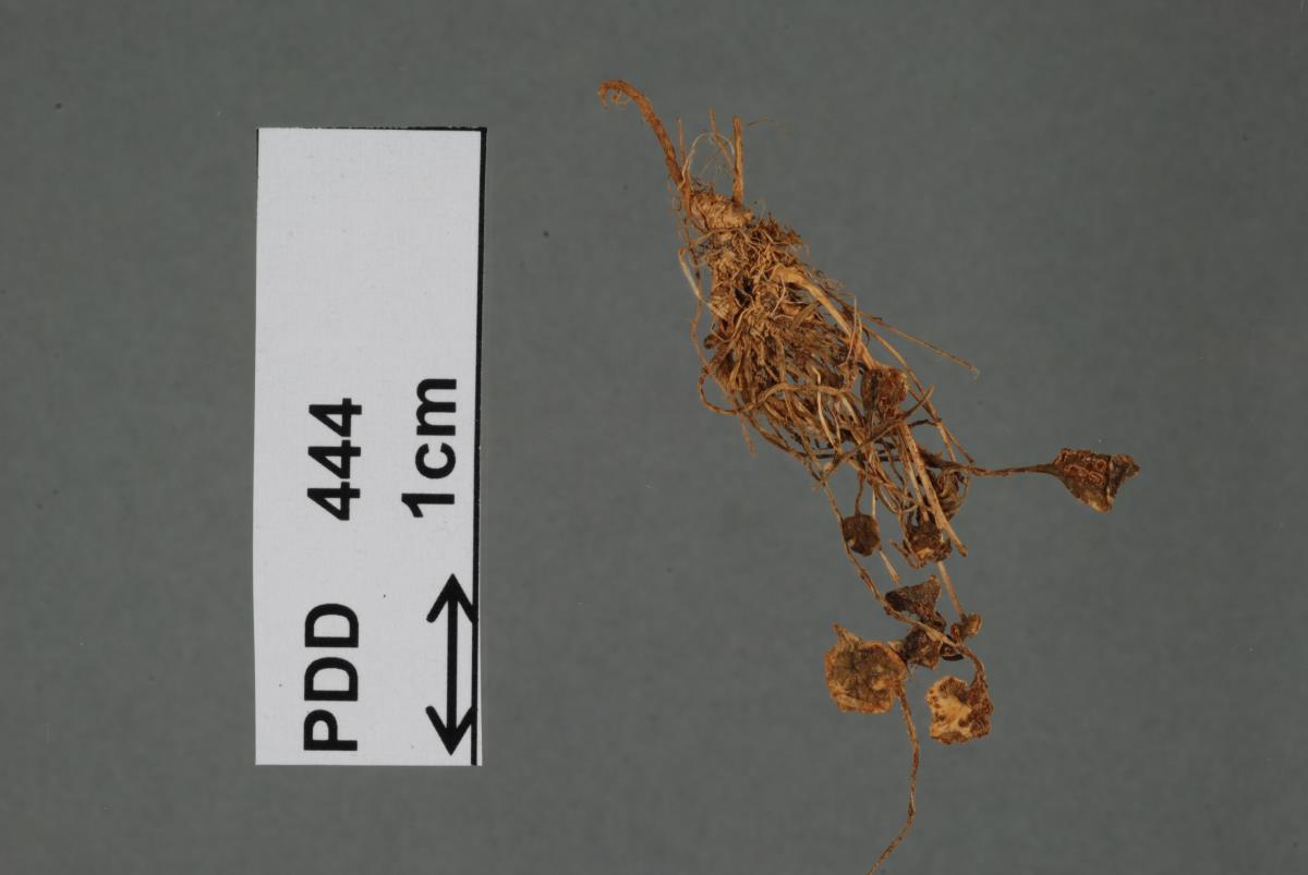 Puccinia cruciferarum subsp. inornata image