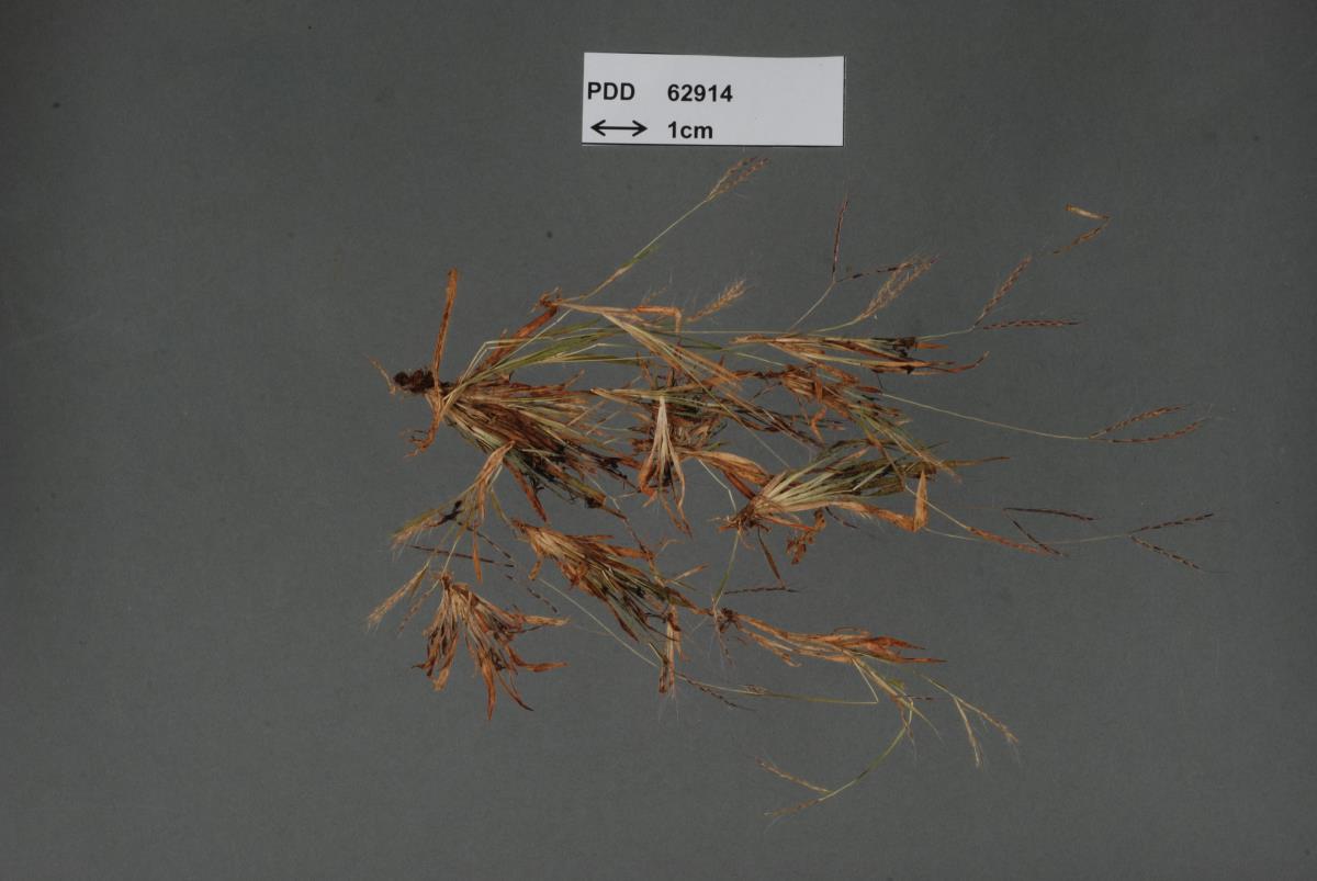 Sporisorium dimeriae-ornithopodae image