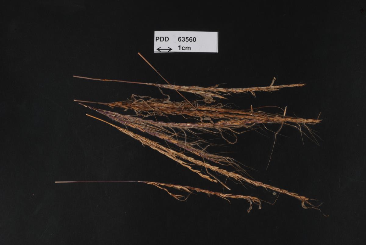 Sporisorium trachypogonis-plumosi image