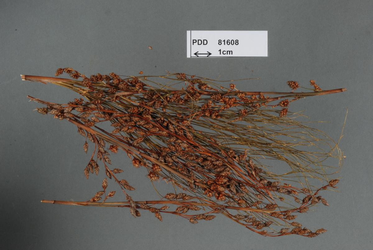 Restiosporium baloskionis image