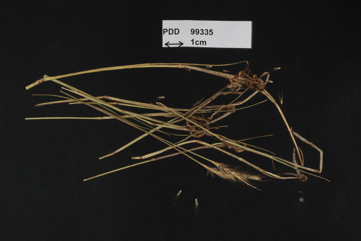 Sporisorium penniseticola image