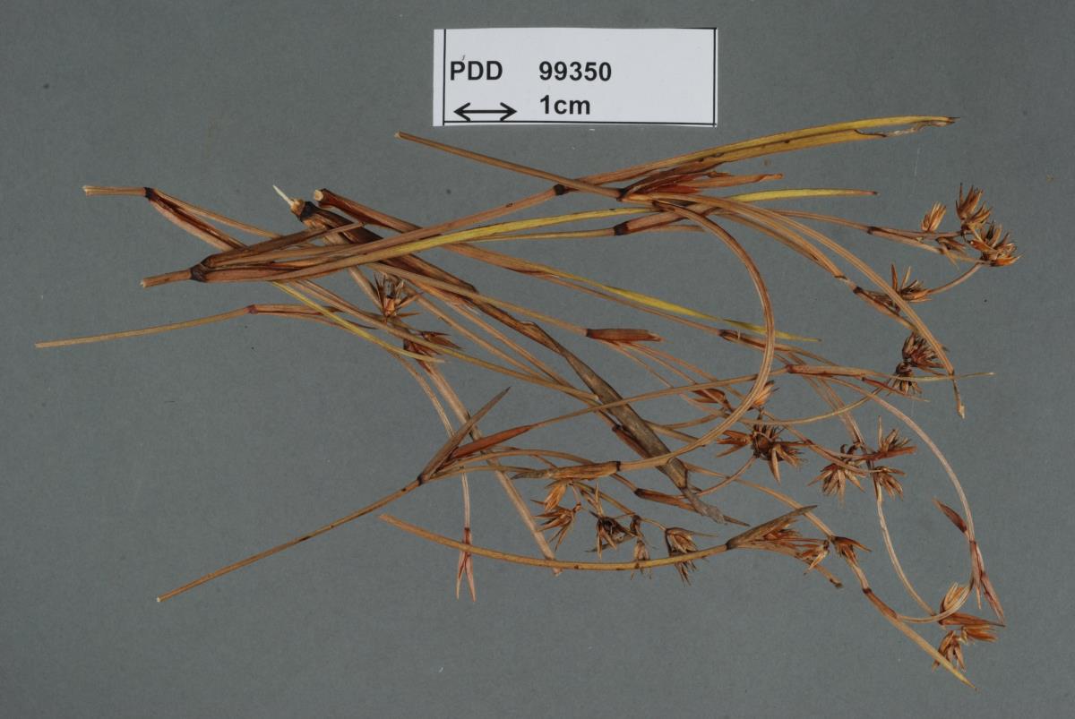 Restiosporium proliferum image