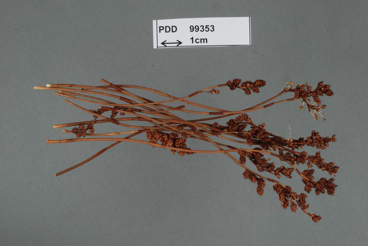 Restiosporium pallentis image