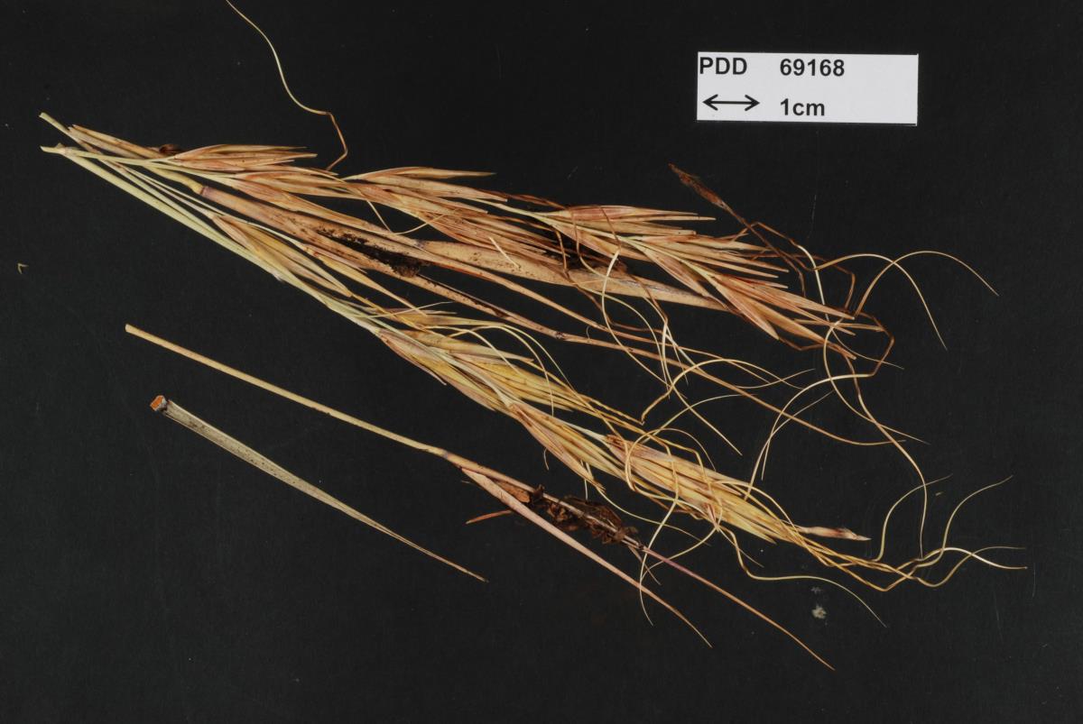 Sporisorium loudetiae-pedicellatae image