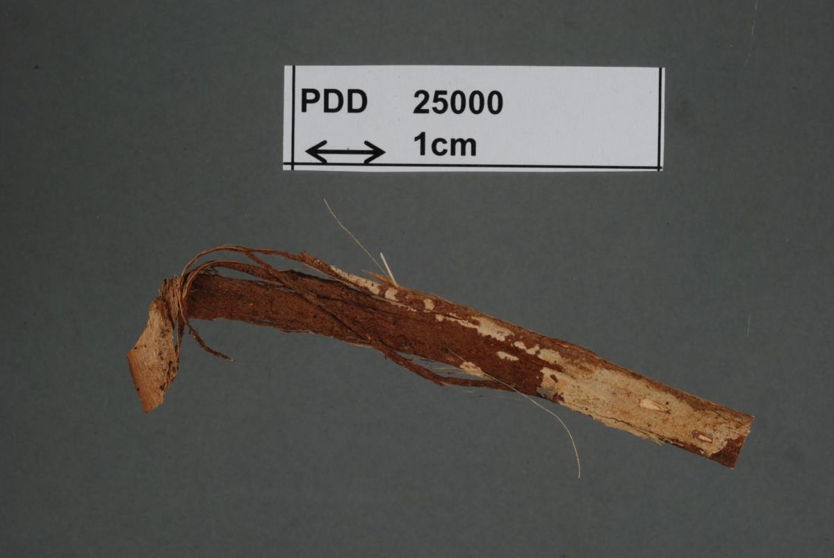 Basidiodendron nikau image