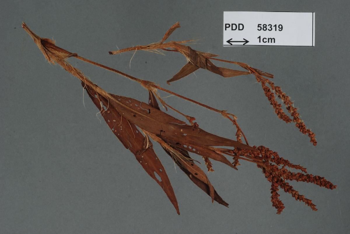 Microbotryum longisetum image