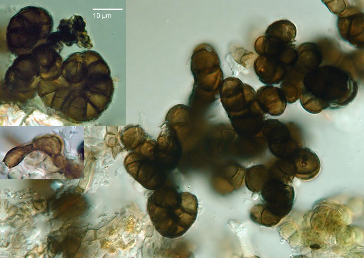 Trimmatostroma betulinum image