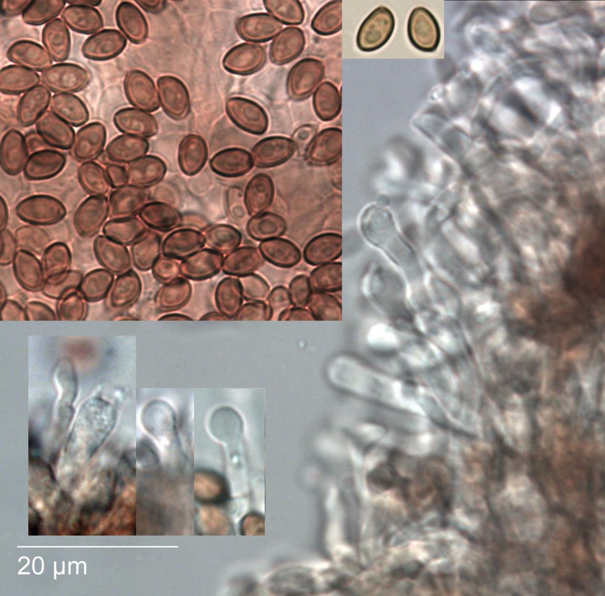 Phaeocollybia elegans image