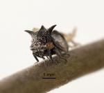 Tri-horned treehopper - Acanthuchus trispinifer