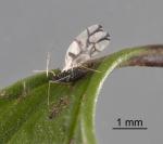 Black fern aphid - Idiopterus nephrelepidis