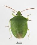 Green potato bug - Cuspicona simplex