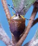 Pittosporum shield bug - Monteithiella humeralis
