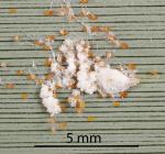 Flocculent flax scale - Poliaspis floccosa