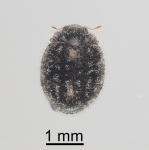 Scale-eating ladybird - Rhyzobius fagus