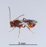 Shield-bug nymphal parasitoid - Aridelus rufotestaceus