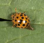 Hadda beetle - Epilachna vigintioctopunctata