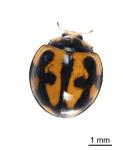 Variable ladybird - Coelophora inaequalis
