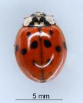 Harlequin ladybird - Harmonia axyridis