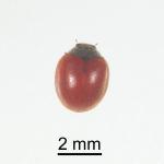 Koebele's ladybird - Rodolia koebelei