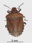 Brown shield bug - Dictyotus caenosus