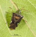 Forest shield bug- Oncacontias vittatus
