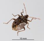 Brown soldier bug - Cermatulus nasalis nasalis