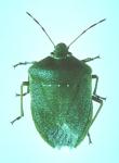 Green vegetable bug - Nezara viridula