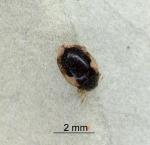 Karo felted scale ladybird - Rhyzobius acceptus