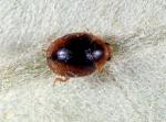 Loew's ladybird - Scymnus loewii