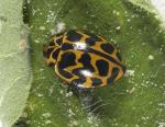 Southern Ladybird - Cleobora mellyi
