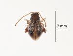 Coprosma flea beetle - Trachytetra rugulosa