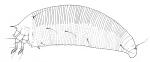 Bindweed gall mite - Aceria calystegiae