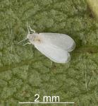 Eucalyptus whitefly - Dumbletoniella eucalypti