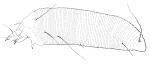 New Zealand beech bud-mite: Acalitus morrisoni