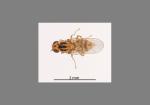Huttons flower fly - Aphanotrigonum huttoni