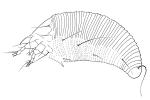 Pohuehue pocket gall mite - Eriophyes lambi