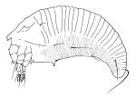 Karaka gall mite - Aculus corynocarpi