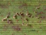 Flax spidermite - Tetranychus moutensis