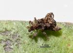 Pseudopanax leafminer weevil - Pactola species 1