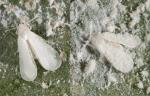Shining spleenwort whitefly - Trialeurodes asplenii