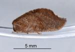 Australian variable lacewing - Drepanacra binocula
