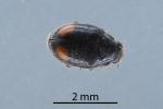 Dusky lady beetle - Nephus binaevatus