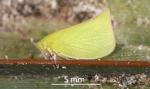 Green planthopper - Siphanta acuta